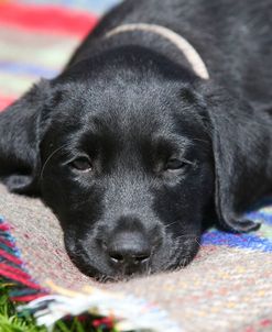 AY3V5012 Retriever – Black Labrador