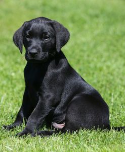 AY3V5114 Retriever – Black Labrador