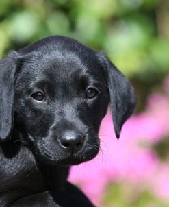 AY3V5115 Retriever – Black Labrador