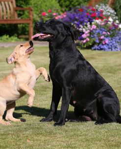 AY3V8613 Retriever – Labrador