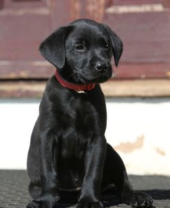 AY3V4753 Retriever – Black Labrador