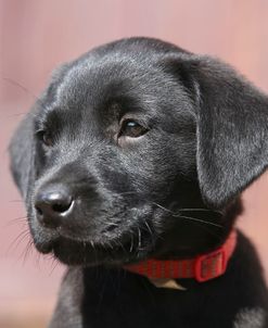 AY3V4759 Retriever – Black Labrador