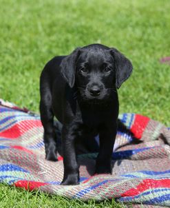 AY3V4911 Retriever – Black Labrador