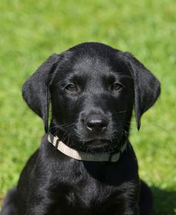 AY3V4974 Retriever – Black Labrador