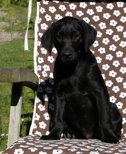 CQ2R7595 Retriever – Black Labrador