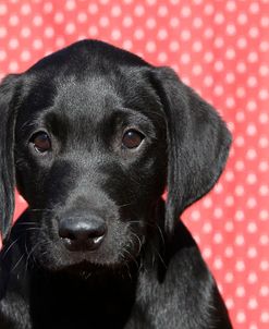 CQ2R7598 Retriever – Black Labrador