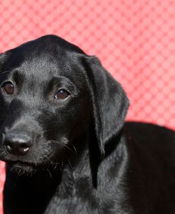 CQ2R7637A Retriever – Black Labrador