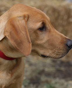 790A1305 Retriever – Yellow Labrador