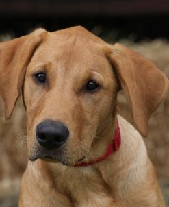 790A1307 Retriever – Yellow Labrador