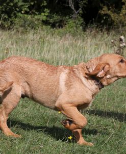 790A2136 Retriever – Yellow Labrador