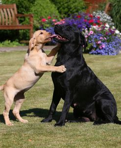 AY3V8616 Retriever – Labrador