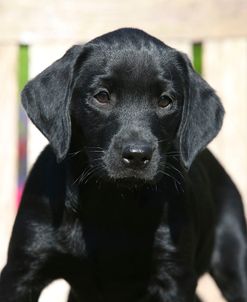 AY3V8729 Retriever – Black Labrador