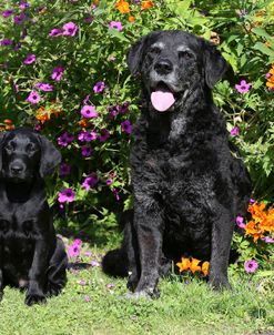 AY3V9995 Retriever – Black Labrador