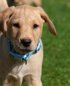 AY3V4580 Retriever – Yellow Labrador