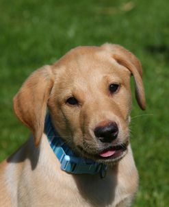 AY3V4667 Retriever – Yellow Labrador