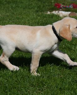 AY3V4692 Retriever – Yellow Labrador