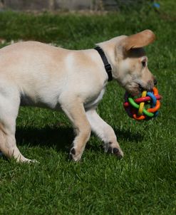 AY3V4829 Retriever – Yellow Labrador