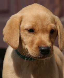 AY3V4861 Retriever – Yellow Labrador