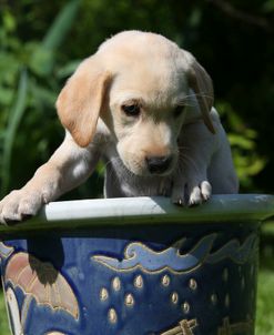 AY3V4893 Retriever – Yellow Labrador