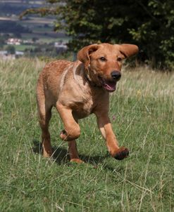 790A2145 Retriever – Yellow Labrador