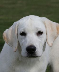 790A2154 Retriever – Yellow Labrador