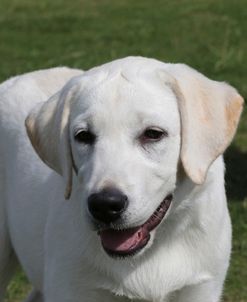 790A2165 Retriever – Yellow Labrador