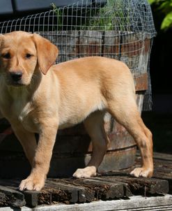 AY3V4995 Retriever – Yellow Labrador