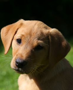 AY3V5053 Retriever – Yellow Labrador