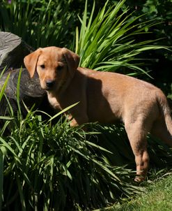 AY3V5061 Retriever – Yellow Labrador