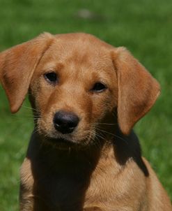 AY3V5087 Retriever – Yellow Labrador