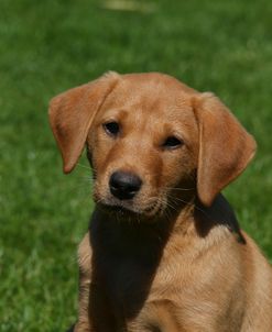 AY3V5094 Retriever – Yellow Labrador