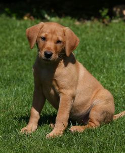 AY3V5186 Retriever – Yellow Labrador