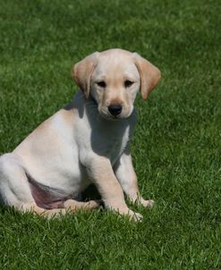 AY3V4941 Retriever – Yellow Labrador