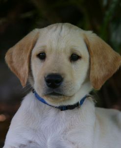 AY3V4980 Retriever – Yellow Labrador