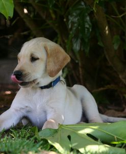 AY3V4982A Retriever – Yellow Labrador