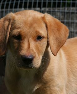 AY3V4992 Retriever – Yellow Labrador