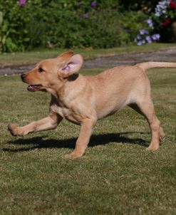 AY3V8578A Retriever – Yellow Labrador