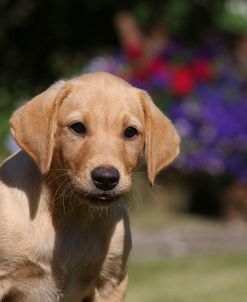 AY3V8645 Retriever – Yellow Labrador