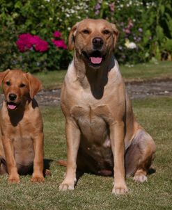 AY3V8721 Retriever – Yellow Labrador