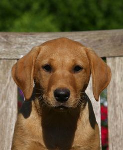 AY3V8725 Retriever – Yellow Labrador