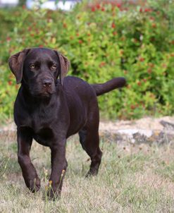 AY3V6915 Retriever – Chocolate Labrador