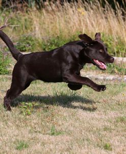 AY3V6973 Retriever – Chocolate Labrador