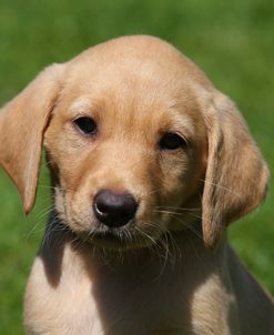 AY3V5197 Retriever – Yellow Labrador