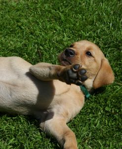 AY3V5217 Retriever – Yellow Labrador