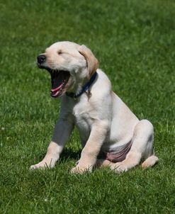 AY3V5268 Retriever – Yellow Labrador