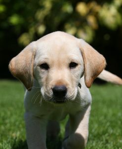 AY3V5281 Retriever – Yellow Labrador