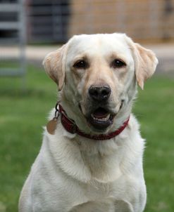 790A1369 Retriever – Yellow Labrador