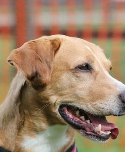 790A1731 Retriever – Yellow Labrador