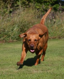 AY3V8426 Retriever – Yellow Labrador