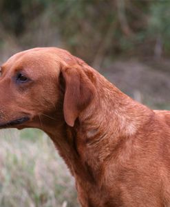 AY3V8555A Retriever – Yellow Labrador